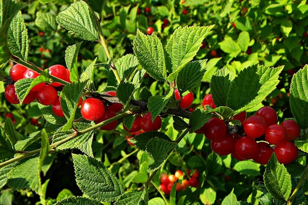 Войлошна вишня "Красуня"