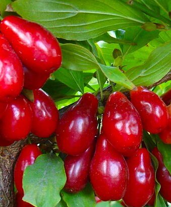 Кизил "Елегант"