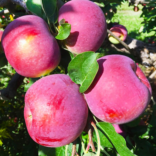 Яблуня "Титанія" колоновидна Саджанці дворічні