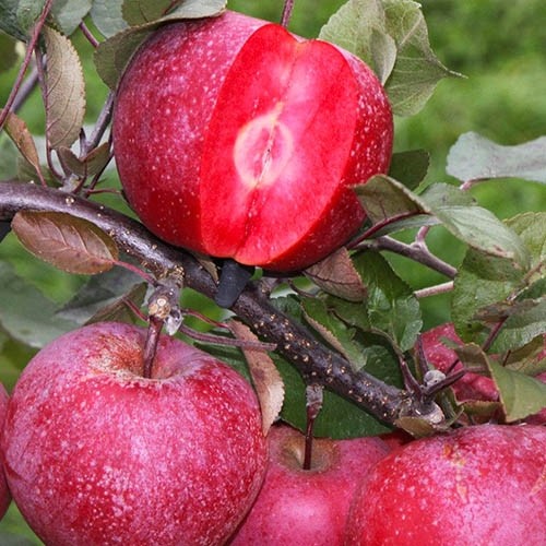 Червоном'яса яблуня “Ера” 