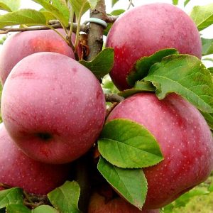 yablonya-florina.jpg Яблуня "Флоріна"