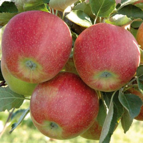 yablonya_dzhonagold_dekosta-75836826281415.jpg Яблуня "Джоноголд"