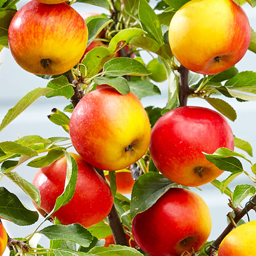 Яблуня "Еліта" колона