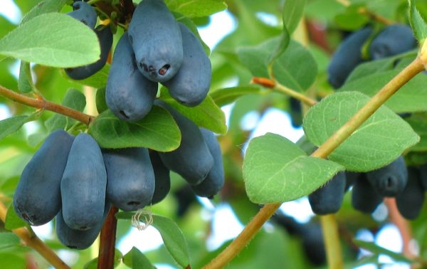 Жимолость "Богдана"