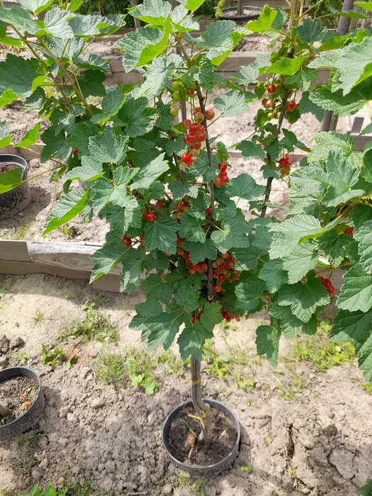 Червона порічка на штамбі