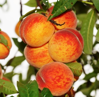 Персик Золотий тріумф колоновидний, ранній термін дозрівання