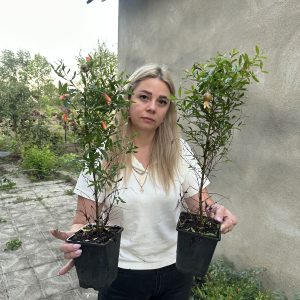 фото гранат кімнатний Кімнатний гранат