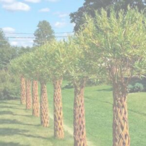 »Верба плетена "Лучникова" висота-160 см