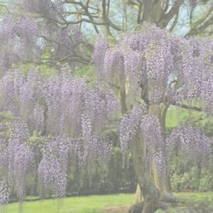 »Верба плетена "Лучникова" висота-160 см