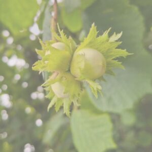 Волоський горіх "Кодрене"