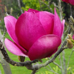 Магнолія Клеопатра (Cleopatra)