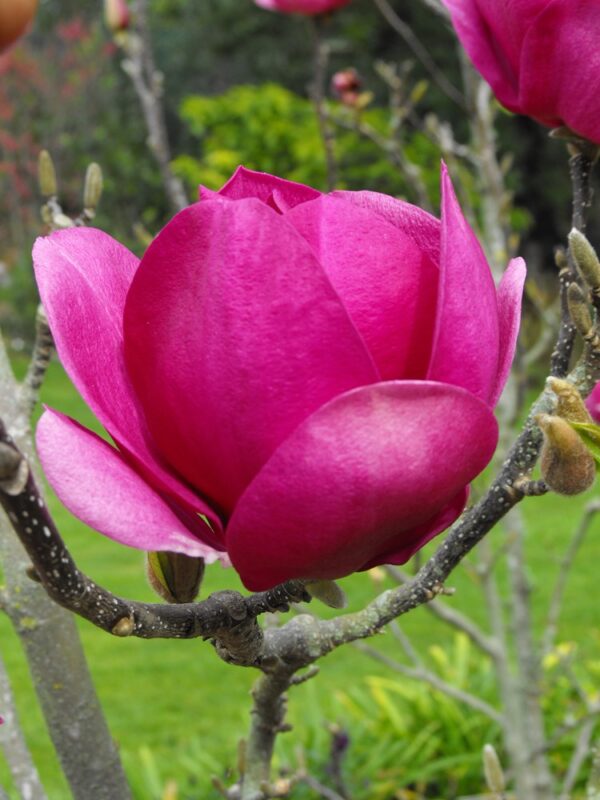 Магнолія Клеопатра (Cleopatra)