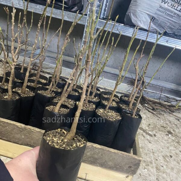 Магнолія Клеопатра (Cleopatra)