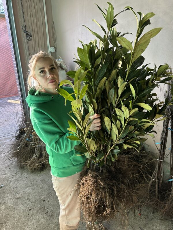 photo_2026-03-09_16-57-21 Лавровишня