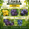 ChatGPT Image 16 авг. 2026 г., 18_21_00 Набір з 5 саджанців сливи за 500 грн