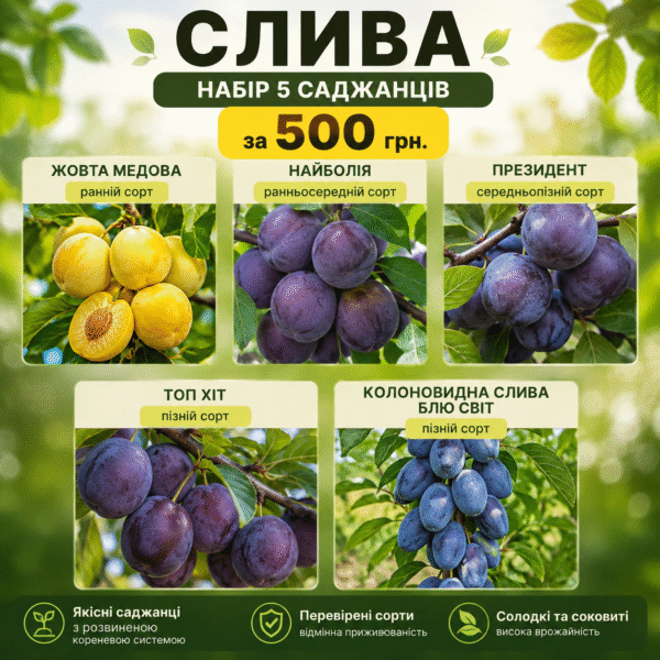 ChatGPT Image 16 авг. 2026 г., 18_21_00 Набір з 5 саджанців сливи за 500 грн