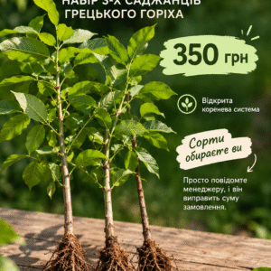 ChatGPT Image 12 сент. 2026 г., 23_13_47 Набір з 3 саджанців грецького горіха