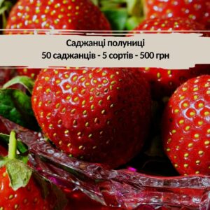 полуниця радосад Набір полуниці - 50 кущів — 500 грн