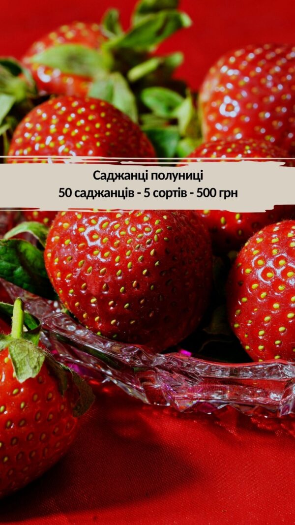 полуниця радосад Набір полуниці - 50 кущів — 500 грн